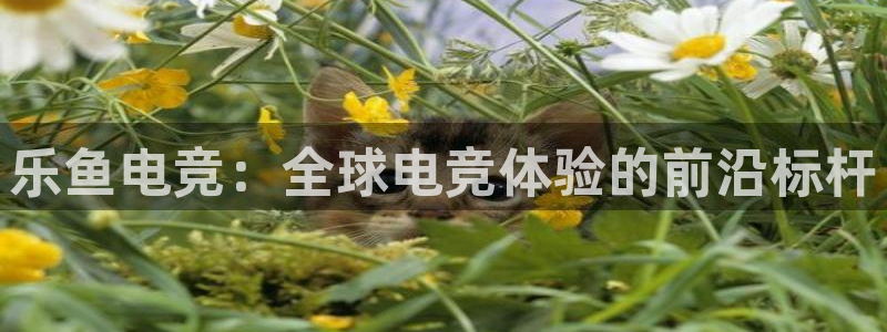 乐鱼电竞网站：乐鱼电竞：全球电竞体验的前沿标杆